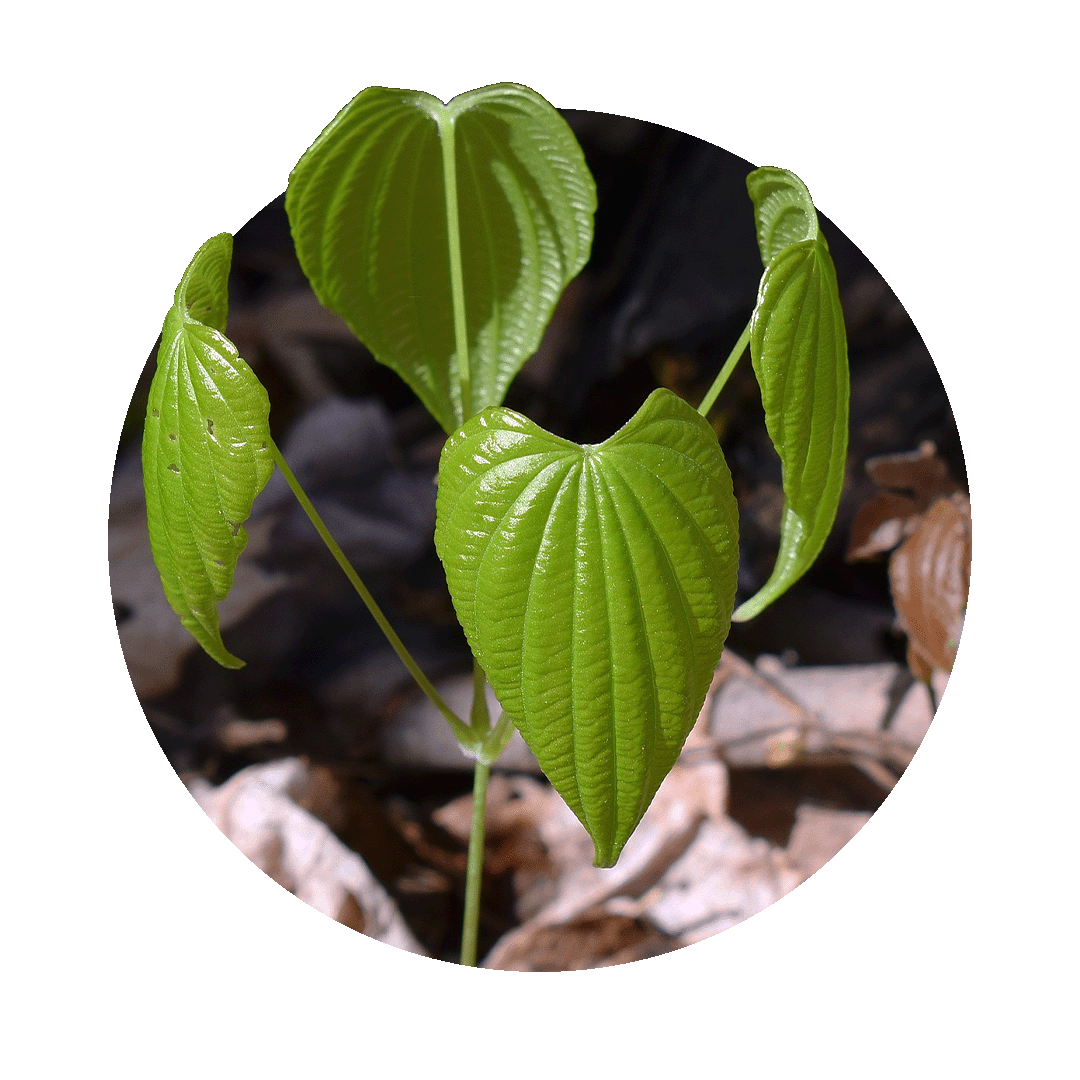 Dioscorea villosa bei PMS Periodenbeschwerden