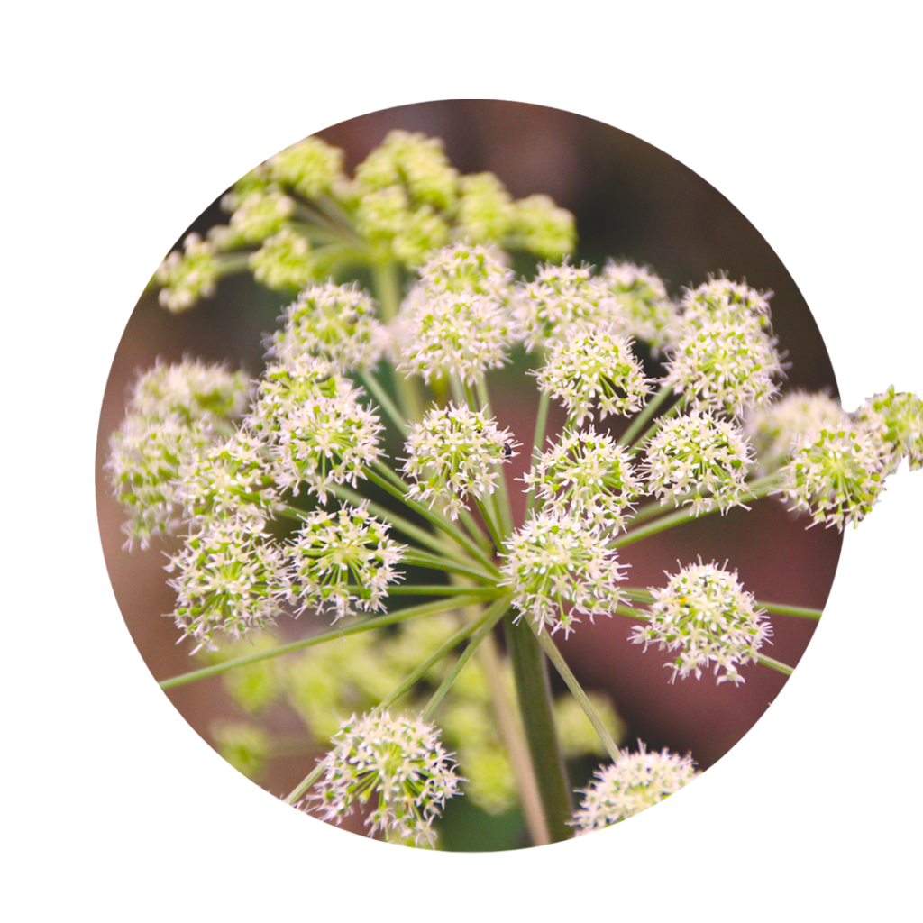 Angelica-Archangelica bei PMS Periodenbeschwerden