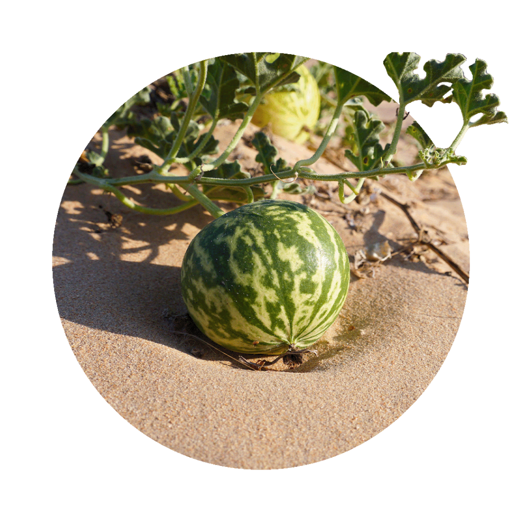 Citrullus-colocynthis bei PMS Periodenbeschwerden